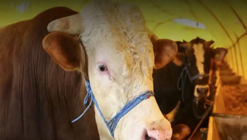 Akika Kurbanı Nedir? Kesim Zamanıyla İlgili Bilgiler