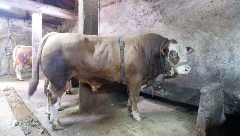 1 Ton 200 Kilo Ayçiçeği Yağı, Rekor Fiyatla Yeni Sahibine Kavuştu!