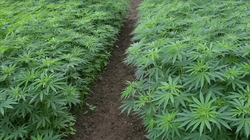 Kenevir Yetiştiriciliğinde Tarihi Adım: 21 İl Resmi Gazete'den Onay Aldı