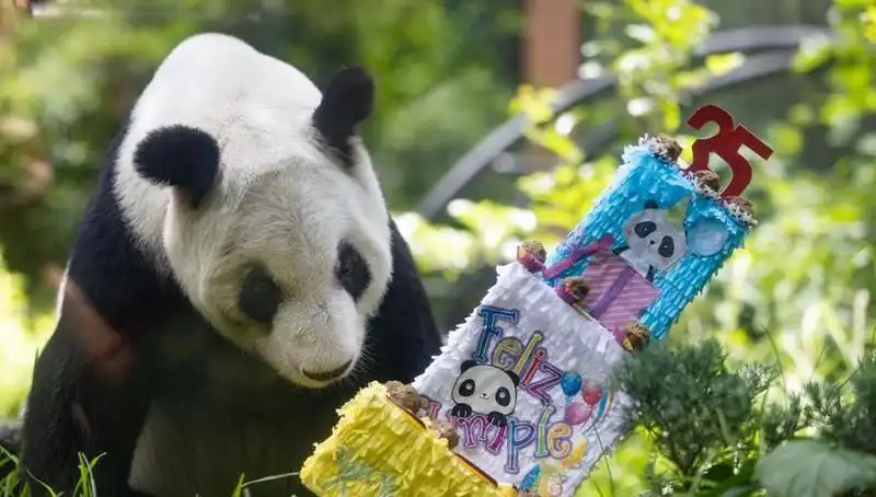 35 Yıldır Dünya Gözdesi: Dev Panda Xin Xin’in Büyüleyici Yaşamı