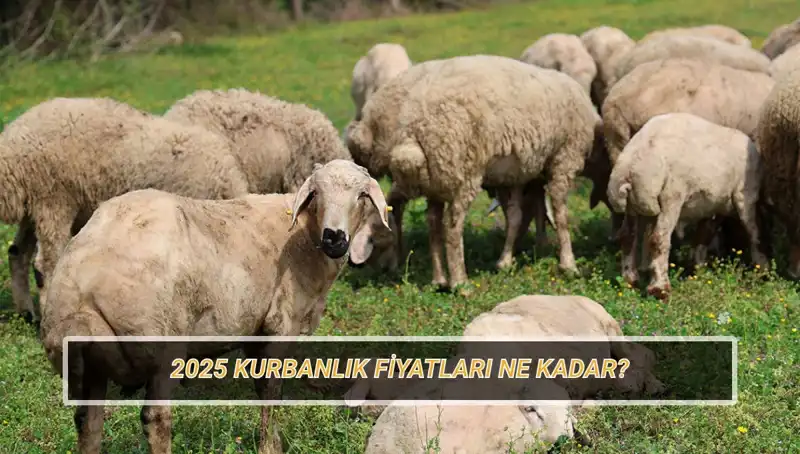 2025 Kurbanlık Fiyatları: Büyükbaş ve Küçükbaş Kurban Hayvanı Ne Kadar?