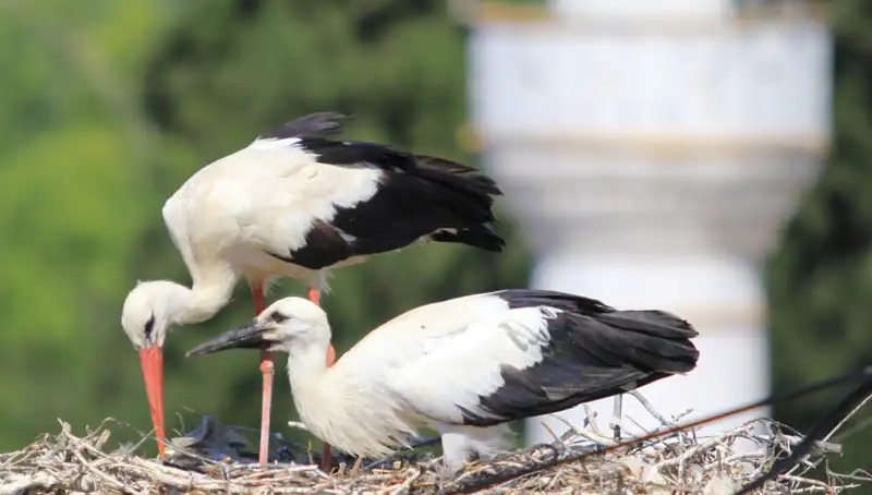 Yaren Leyleği Kıskandıracak: Leylek Köyü'nde 8 Kat Fazla Uyuşmazlık