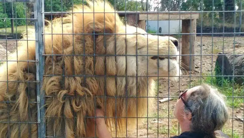 Avustralya'da Kafeste Yaşanan Şok Aslan Saldırısı!