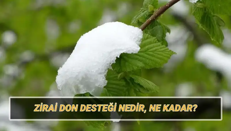 Zirai Don Destekleri: Hangi İller ve Ne Kadar Yardım Alacak?