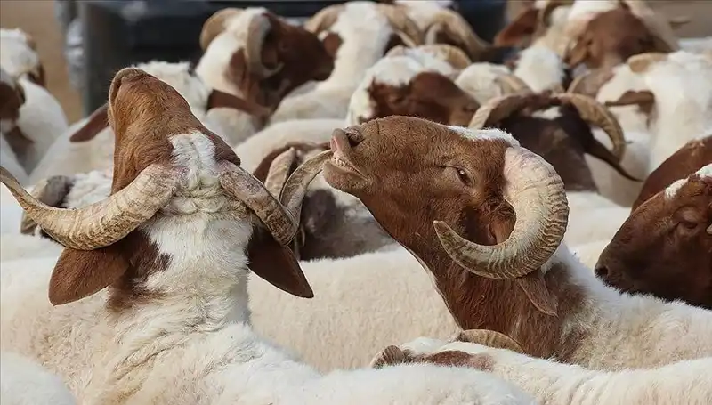 Akika Kurbanı Nedir? Kesim Zamanı ve Yenmesi Hakkında Her Şey