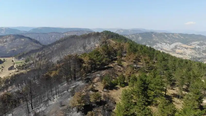 Bolu'da Doğa İçin Tarihi Adım: 5 Milyon Fidan Toprakla Buluşuyor