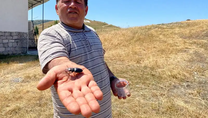 Sivas’ta Görülen Bu Böceği Öldürmenin Cezası Şok Edici!