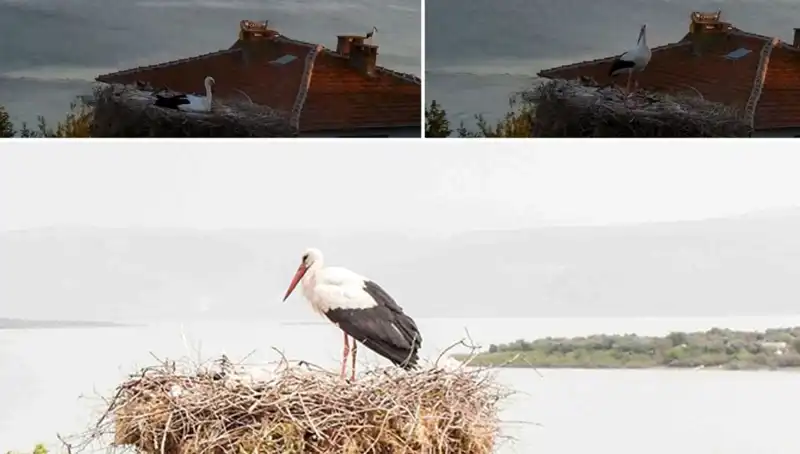 Yaren Leylek Depremi Sadece Bir Efsane Değil, Gerçekten Hissetti!