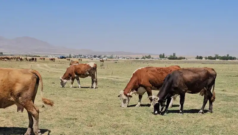 Arin Gölü'ndeki Kuraklık: Su Krizi Kapıda mı?