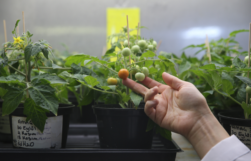 Türk Bilim İnsanlarının Ay ve Mars'ta Domates Yetiştirme Başarısı