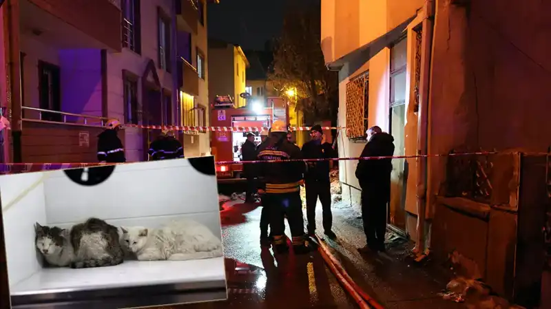 Yangın Felaketi: Evde 26 Kedi Hayatını Kaybetti