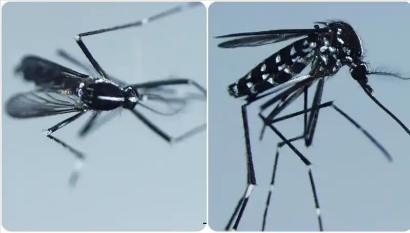 Chikungunya Virüsü: Dünyada Yayılımı ve Belirtileri Nedir?
