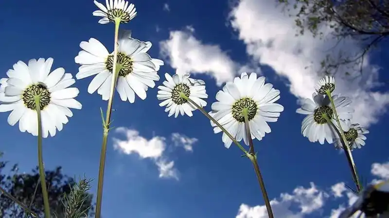 2026 Cemreler Ne Zaman Düşecek? İşte Tarihler ve Detaylar