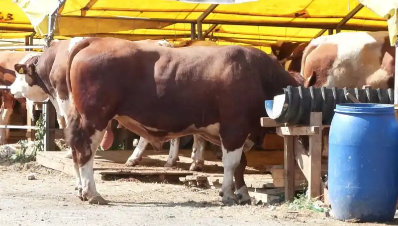 Kurban Pazarlarında Bu Yıl Fırtına Gibi Bir Hareketlilik Yaşanıyor!