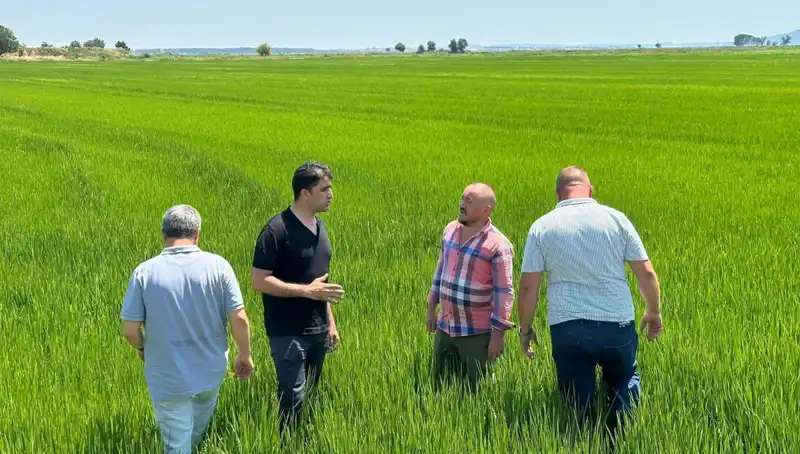 Çeltik Tarlaları Yeşil Deniz: Rekor Hasat İçin Gün Sayılıyor
