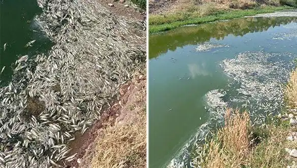Karasu Çayı'nda Gizemli Balık Ölümleri: Çevre Uzmanları İncelemeye Alıyor