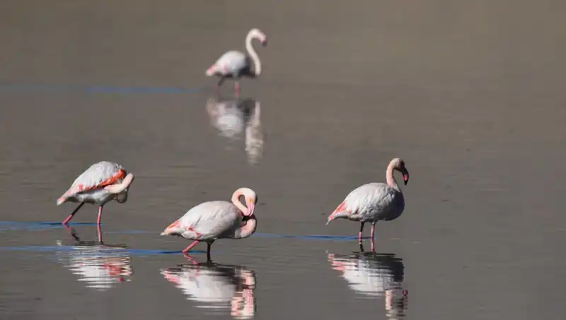 Kuş Cenneti Kuraklıkla Mücadele Ediyor: Flamingo Neden Azalıyor?