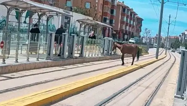 Eskişehir'de Tramvay Raylarında Başını Boşta Bulan At Şaşkınlığı