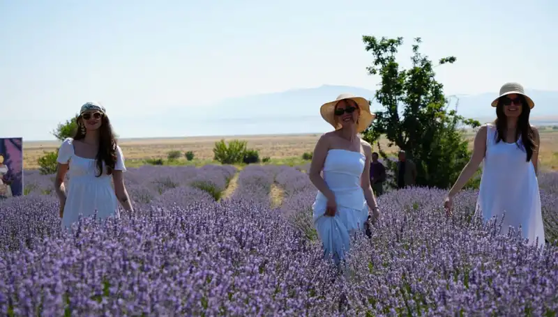 Göl Manzaralı Mor Renkli Bahçelerde Aromatik Hasat Zamanı