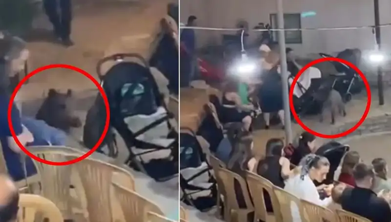 Yaban Domuzu Düğüne Dalınca Panik İçinde Kaçış Başladı!