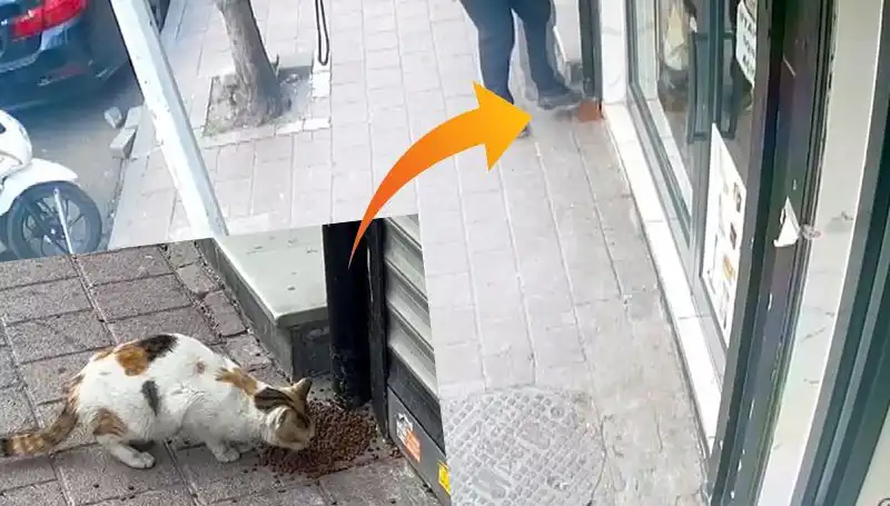 Kediler, Mama Kutusunu Açarak Yüzlerce Kediye Dağıttı!